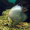 Marine Angelfish (Family: Pomacanthidae, Genus: Pomacanthus) - Wiki