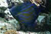 Bluering Angelfish (Pomacanthus annularis) - Wiki