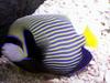 Emperor Angelfish (Pomacanthus imperator) - Wiki