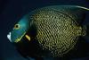 French Angelfish (Pomacanthus paru) - Wiki