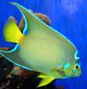 Queen Angelfish (Holacanthus ciliaris) - Wiki
