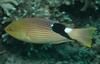 Blackfin Hogfish (Bodianus loxozonus)