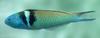 Blue-headed Wrasse (Thalassoma bifasciatum) - Wiki