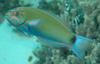 Moon Wrasse (Thalassoma lunare) - Wiki