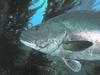 Giant Sea Bass (Stereolepis gigas)