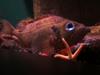 Rose Fish (Sebastes marinus) - Wiki