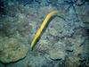 Trumpetfish (Aulostomus maculatus)