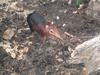 Black and Rufous Elephant Shrew (Rhynchocyon petersi) - Wiki