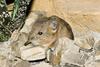 Round-eared Elephant Shrew (Macroscelides proboscideus) - Wiki