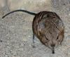 Elephant Shrew (Family: Macroscelididae) - Wiki