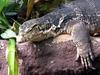 Water Monitor (Varanus salvator) - Wiki