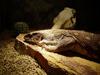 Savannah Monitor (Varanus exanthematicus) - Wiki