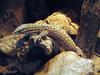 Spiny-tailed Monitor (Varanus acanthurus) - Wiki