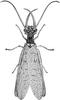 Dobsonfly (Family: Corydalidae, Genus: Corydalus) - Wiki