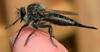 Robber Fly (Efferia aestuans) female