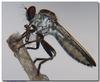 Robber Fly (Genus Ommatius) from Brazil