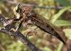 Robber Fly (Promachus vertebratus) female