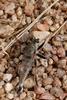 Robber Fly (Efferia aestuans)