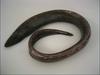 Basketwork Eel, Diastobranchus capensis