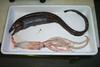 Basketwork Eel, Diastobranchus capensis