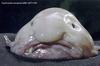 Blob Fish