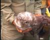 Blob Fish
