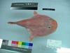 Coffinfish