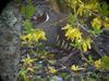 Mountain Quail (Oreortyx pictus) - Wiki