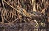 Great Bittern (Botaurus stellaris) - Wiki