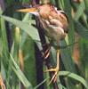 Bittern (Genera: Ixobrychus, Botaurus, Zebrilus) - Wiki