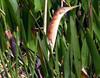 Least Bittern (Ixobrychus exilis) - Wiki