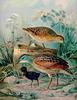 Corn Crake (Crex crex) - Wiki