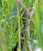 Corn Crake (Crex crex)