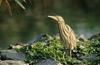 Little Bittern (Ixobrychus minutus) juvenile