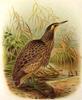 Australasian Bittern (Botaurus poiciloptilus) - Wiki