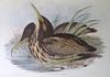 Australasian Bittern (Botaurus poiciloptilus) Painting by John Gould