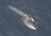Sei Whale (Balaenoptera borealis) - Wiki