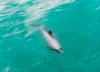 Hector's Dolphin (Cephalorhynchus hectori) - Wiki