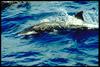 Rough-toothed Dolphin (Steno bredanensis) - Wiki