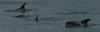 White-beaked Dolphin (Lagenorhynchus albirostris) - Wiki