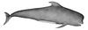 Short-finned Pilot Whale (Globicephala melaena) - Wiki