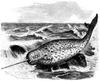 Narwhal (Monodon monoceros) drawing