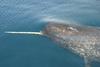 Narwhal (Monodon monoceros) swimming