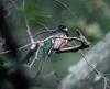 Trogon (Family: Trogonidae) - Wiki