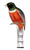 Elegant Trogon (Trogon elegans) - Wiki