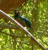 Slaty-tailed Trogon (Trogon massena) - Wiki