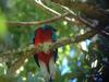 Resplendent Quetzal (Pharomachrus mocinno) male