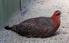 Blyth's Tragopan (Tragopan blythii)