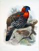 Western Tragopan (Tragopan melanocephalus)