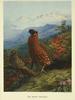 Satyr Tragopan (Tragopan satyra) painting